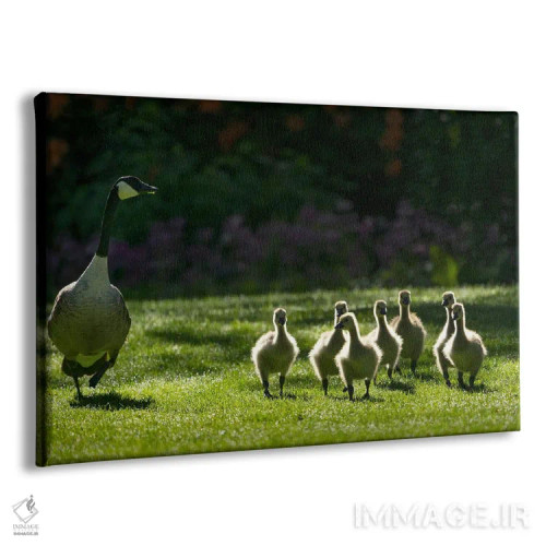 تابلو خانواده غازها سه اثر دنیس فراتس - نمای پرسپکتیو محصول