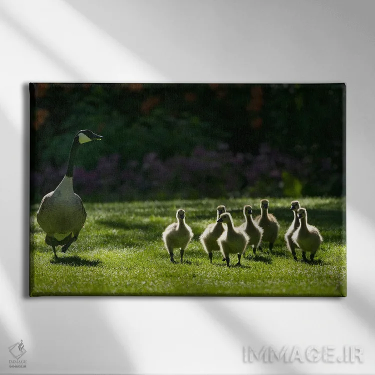 تابلو خانواده غازها سه اثر دنیس فراتس - نمای روبهرو روی دیوار