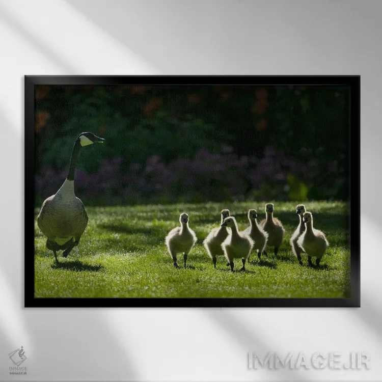 تابلو خانواده غازها سه اثر دنیس فراتس - نمای قابدار مشکی