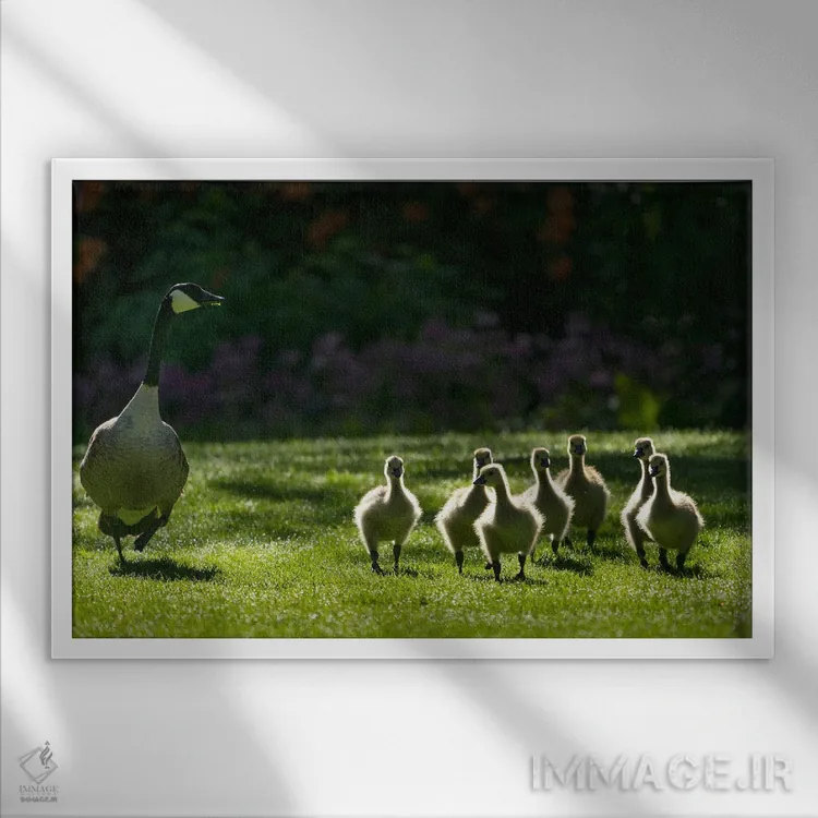 تابلو خانواده غازها سه اثر دنیس فراتس - نمای قابدار سفید