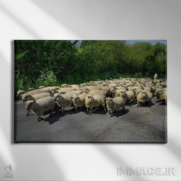 تابلو گوسفندان انگلیسی اثر دنیس فراتس - نمای روبهرو روی دیوار