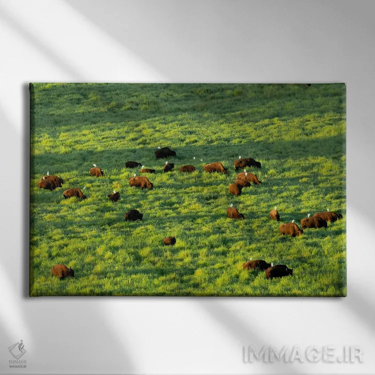 تابلو اغرتهای گاوی (پرنده همزیست با گاو) اثر دنیس فراتس - نمای روبهرو روی دیوار