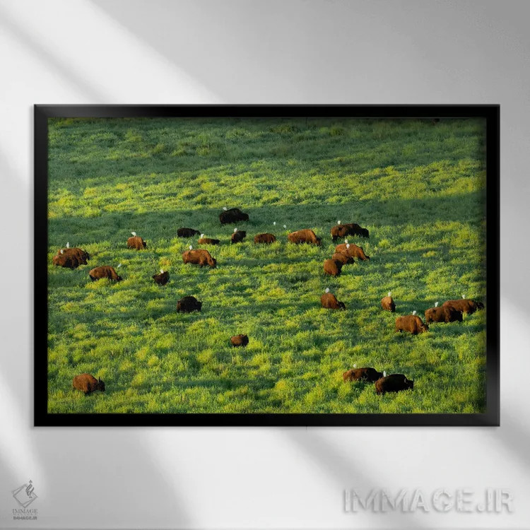 تابلو اغرتهای گاوی (پرنده همزیست با گاو) اثر دنیس فراتس - نمای قابدار مشکی