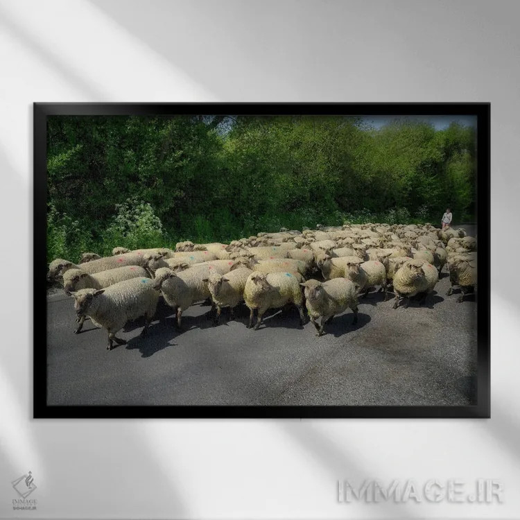 تابلو گوسفندان انگلیسی اثر دنیس فراتس - نمای قابدار مشکی