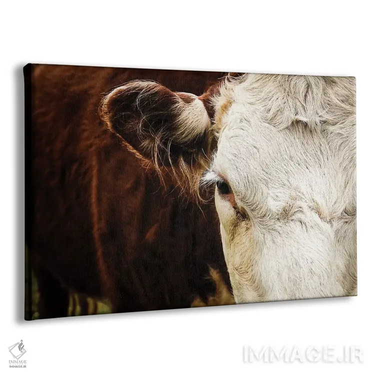 تابلو گاو زیبا اثر دبرا اوبرتانک - نمای پرسپکتیو محصول