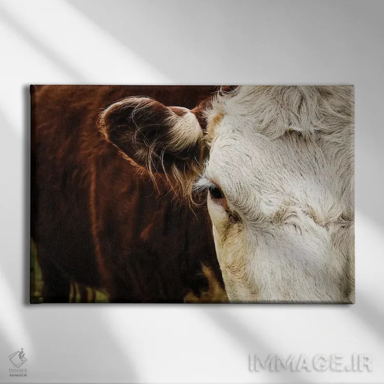 تابلو گاو زیبا اثر دبرا اوبرتانک - نمای روبهرو روی دیوار