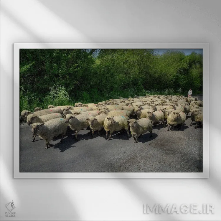 تابلو گوسفندان انگلیسی اثر دنیس فراتس - نمای قابدار سفید