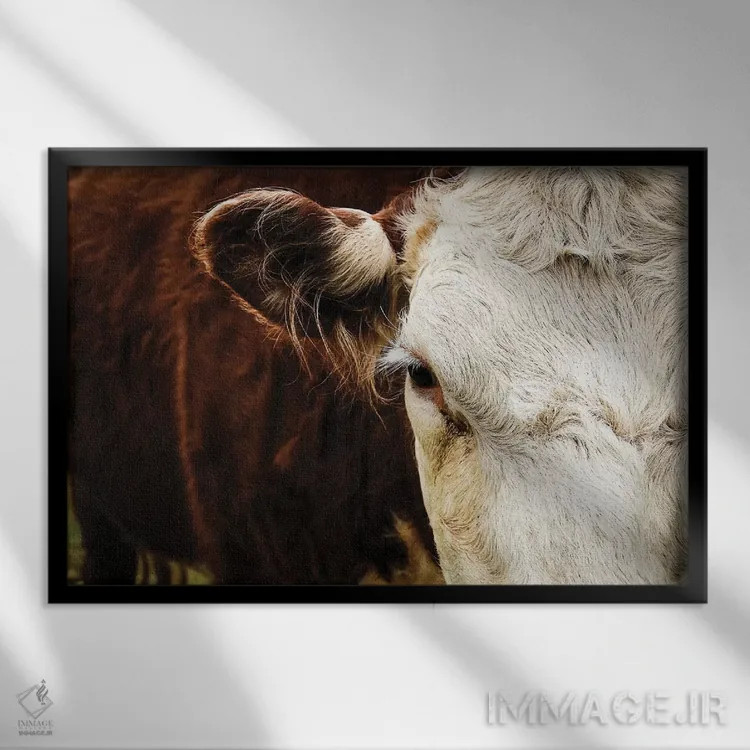 تابلو گاو زیبا اثر دبرا اوبرتانک - نمای قابدار مشکی