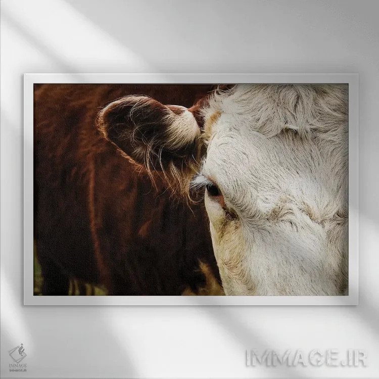 تابلو گاو زیبا اثر دبرا اوبرتانک - نمای قابدار سفید