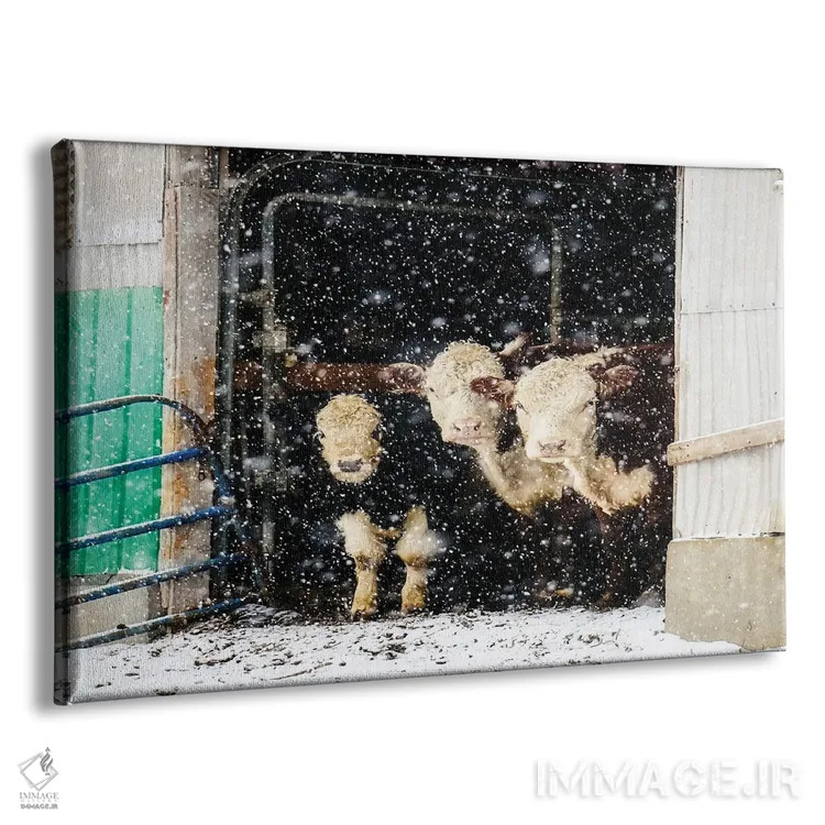 تابلو گاوهای زمستانی در انبار اثر دبرا اوبرتانک - نمای پرسپکتیو محصول