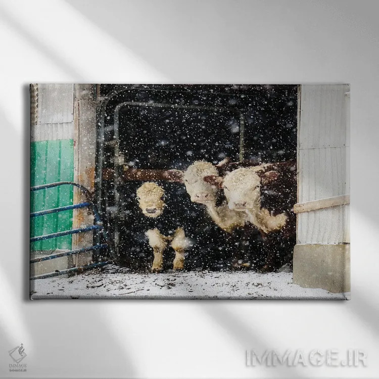 تابلو گاوهای زمستانی در انبار اثر دبرا اوبرتانک - نمای روبهرو روی دیوار