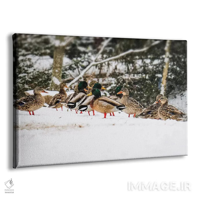 تابلو اردکهای کلهسبز در برف اثر دبرا اوبرتانک - نمای پرسپکتیو محصول