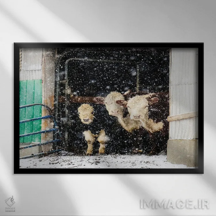 تابلو گاوهای زمستانی در انبار اثر دبرا اوبرتانک - نمای قابدار مشکی