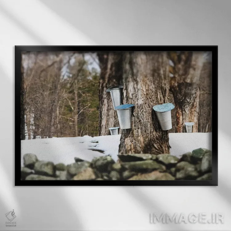 تابلو تبدیل شیره افرا به شکر (فرآیند سنتی) اثر دبرا اوبرتانک - نمای قابدار مشکی