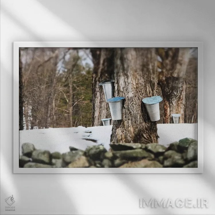 تابلو تبدیل شیره افرا به شکر (فرآیند سنتی) اثر دبرا اوبرتانک - نمای قابدار سفید