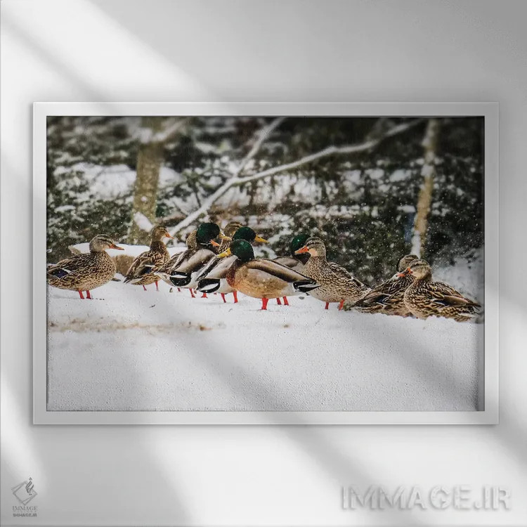تابلو اردکهای کلهسبز در برف اثر دبرا اوبرتانک - نمای قابدار سفید