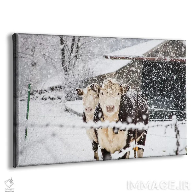 تابلو گاوهای زمستانی اثر دبرا اوبرتانک - نمای پرسپکتیو محصول