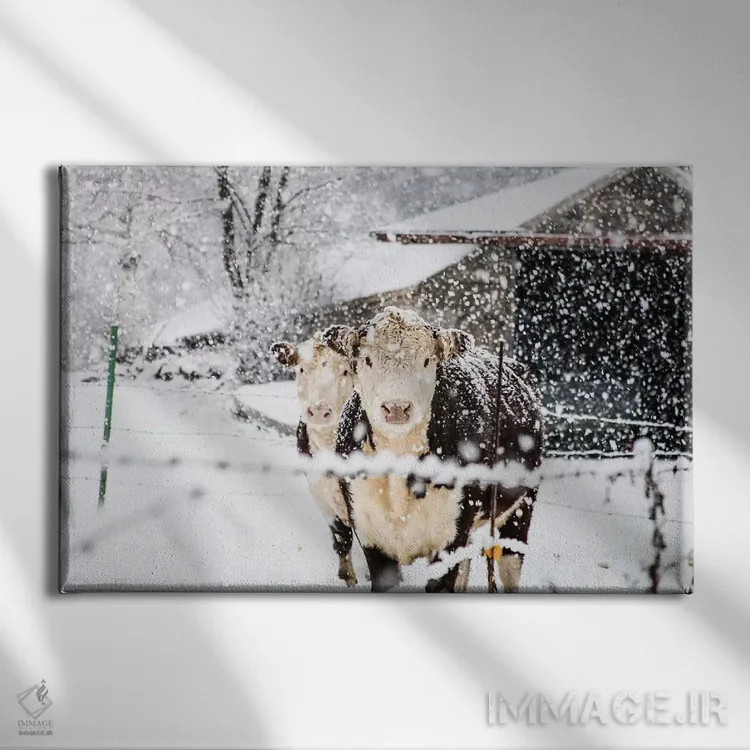 تابلو گاوهای زمستانی اثر دبرا اوبرتانک - نمای روبهرو روی دیوار