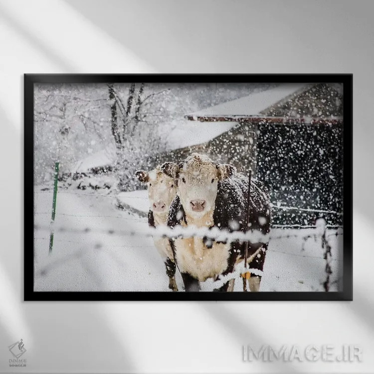 تابلو گاوهای زمستانی اثر دبرا اوبرتانک - نمای قابدار مشکی