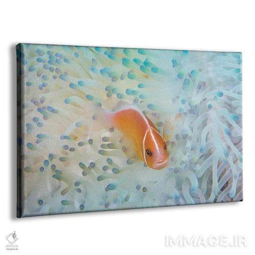 تابلو Amphiprion Perideraion, In An Anemone That Is Bleaching From High Ocean Temperatures,ماهی دلقک صورتی در شقایق دریایی سفیدشده به علت گرمای آب اثر دیوید فلیتهام - نمای پرسپکتیو محصول