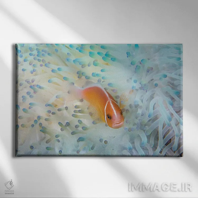 تابلو Amphiprion Perideraion, In An Anemone That Is Bleaching From High Ocean Temperatures,ماهی دلقک صورتی در شقایق دریایی سفیدشده به علت گرمای آب اثر دیوید فلیتهام - نمای روبهرو روی دیوار