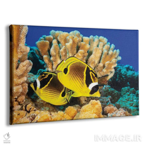 تابلو Chaetodon Lunula, Swimming By Hard Coral, Hawaii,یک جفت ماهی پروانهای راکون، کنار مرجانهای سخت، هاوایی اثر دیوید فلیتهام - نمای پرسپکتیو محصول