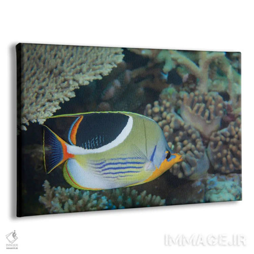 تابلو Chaetodon Ephippium, Fiji,یک ماهی پروانهای زیندار، فیجی اثر دیوید فلیتهام - نمای پرسپکتیو محصول