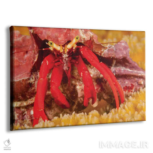 تابلو Paguristes Cadenati, Off The Island Of Bonaire In The Caribbean,خرچنگ هرمی پای سرخ، جزیره بونایر، کارائیب اثر دیوید فلیتهام - نمای پرسپکتیو محصول