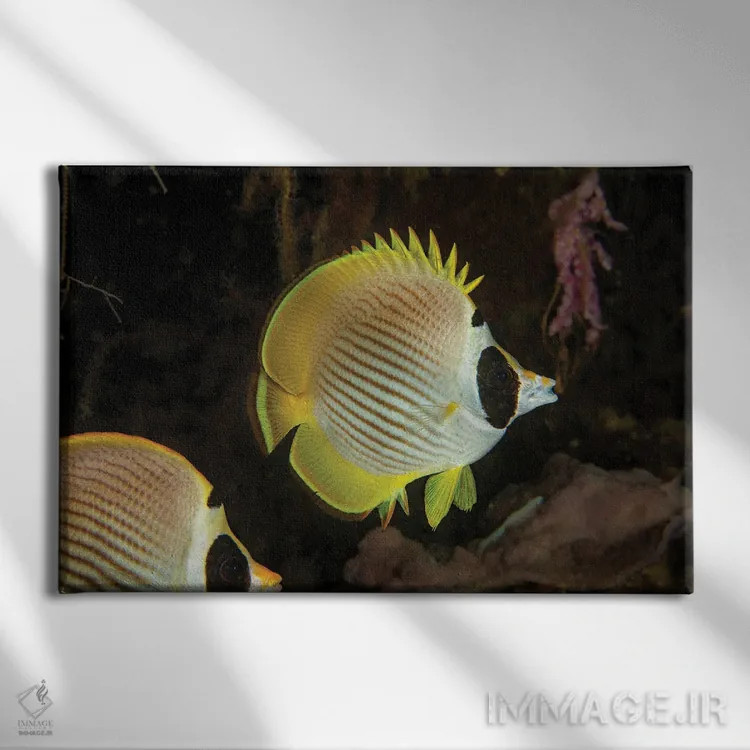 تابلو Chaetodon Adiergastos, Also Known As A Panda Butterflyfish, Philippines,یک ماهی پروانهای فیلیپینی (پاندا)، فیلیپین اثر دیوید فلیتهام - نمای روبهرو روی دیوار