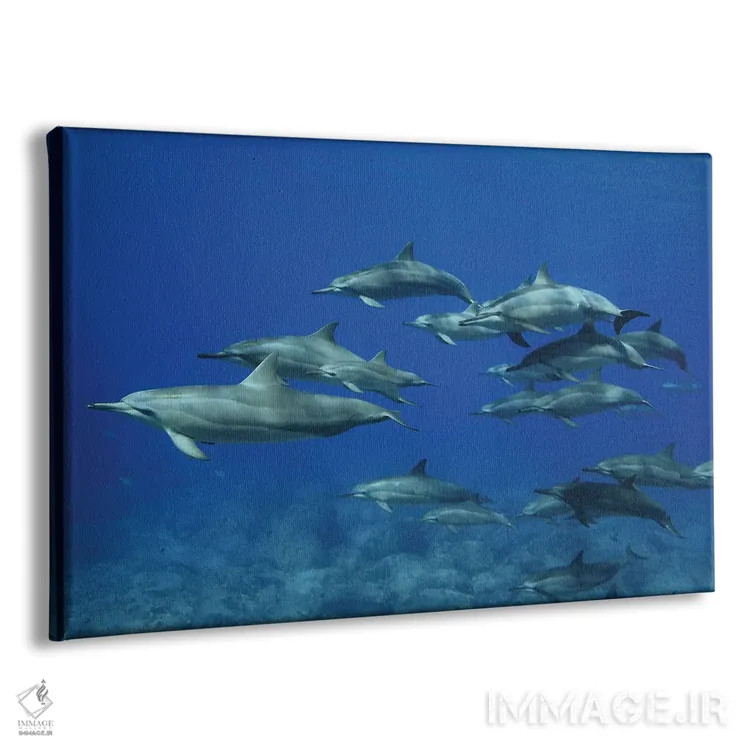 تابلو یک گروه دلفین چرخان (استنلا لانگیروستریس)، هاوایی اثر دیوید فلیتهام - نمای پرسپکتیو محصول