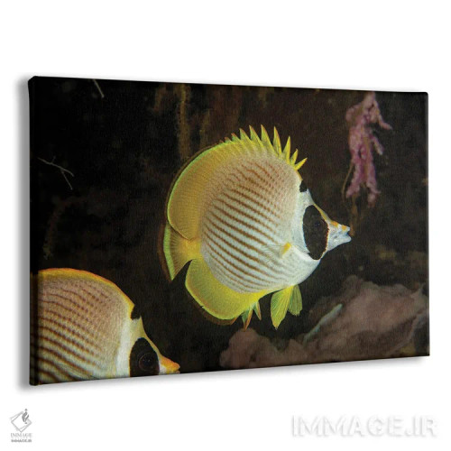 تابلو Chaetodon Adiergastos, Also Known As A Panda Butterflyfish, Philippines,یک ماهی پروانهای فیلیپینی (پاندا)، فیلیپین اثر دیوید فلیتهام - نمای پرسپکتیو محصول