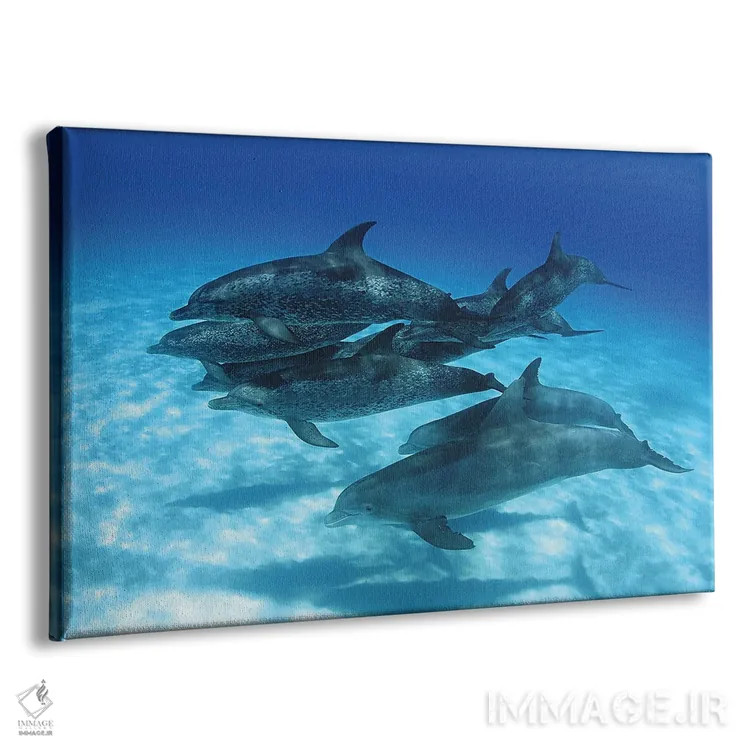 تابلو Stenella Plagiodon, In The Bahamas,یک گروه دلفین خالدار اقیانوس اطلس، باهاما اثر دیوید فلیتهام - نمای پرسپکتیو محصول