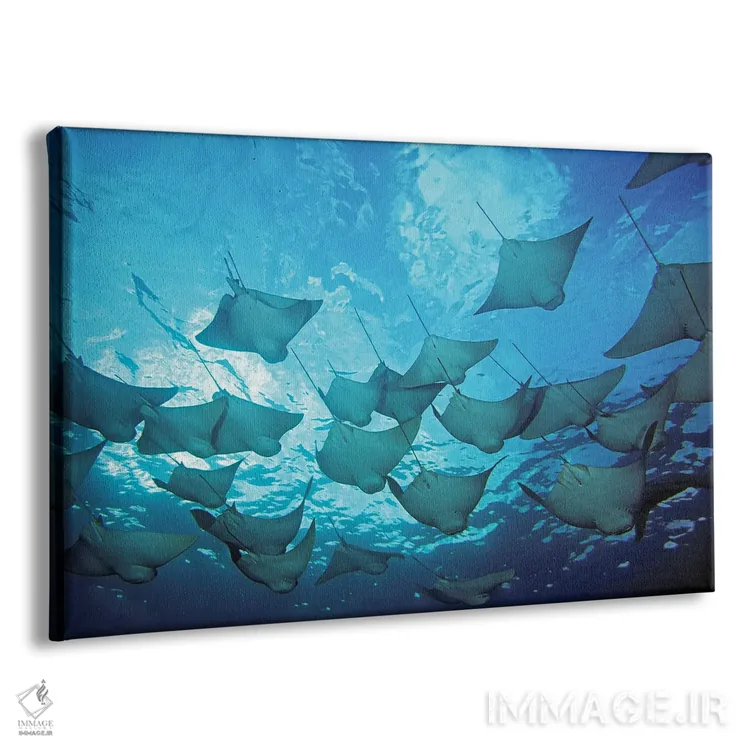 تابلو Rhinoptera Steindachneri, In The Galapagos Islands,یک دسته سفرهماهی پوزهگاوی، جزایر گالاپاگوس اثر دیوید فلیتهام - نمای پرسپکتیو محصول