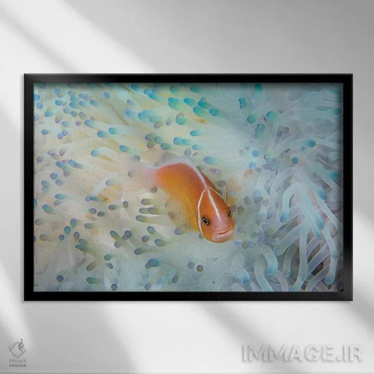 تابلو Amphiprion Perideraion, In An Anemone That Is Bleaching From High Ocean Temperatures,ماهی دلقک صورتی در شقایق دریایی سفیدشده به علت گرمای آب اثر دیوید فلیتهام - نمای قابدار مشکی