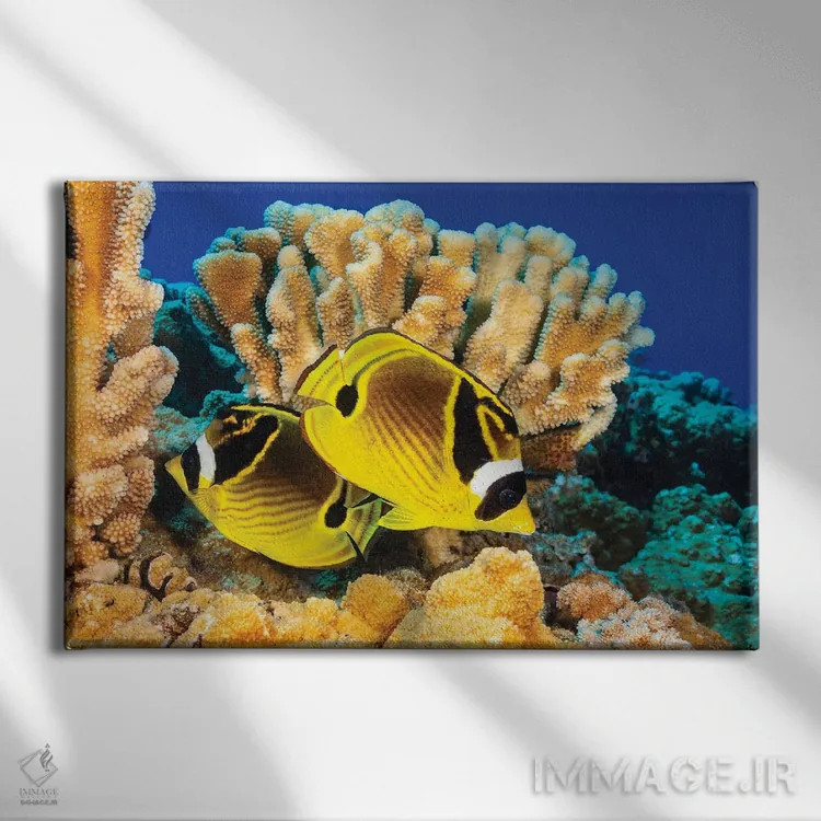 تابلو Chaetodon Lunula, Swimming By Hard Coral, Hawaii,یک جفت ماهی پروانهای راکون، کنار مرجانهای سخت، هاوایی اثر دیوید فلیتهام - نمای روبهرو روی دیوار