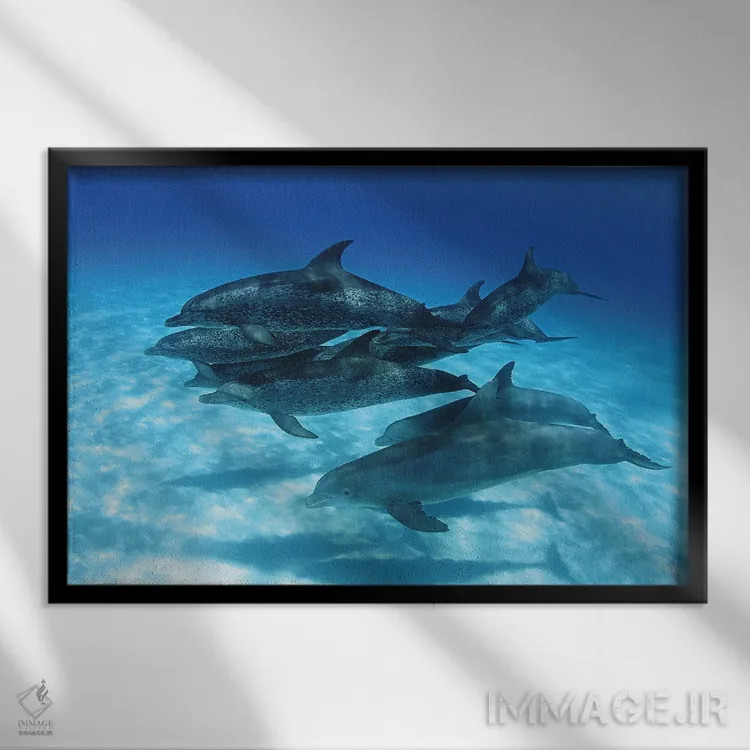 تابلو Stenella Plagiodon, In The Bahamas,یک گروه دلفین خالدار اقیانوس اطلس، باهاما اثر دیوید فلیتهام - نمای قابدار مشکی