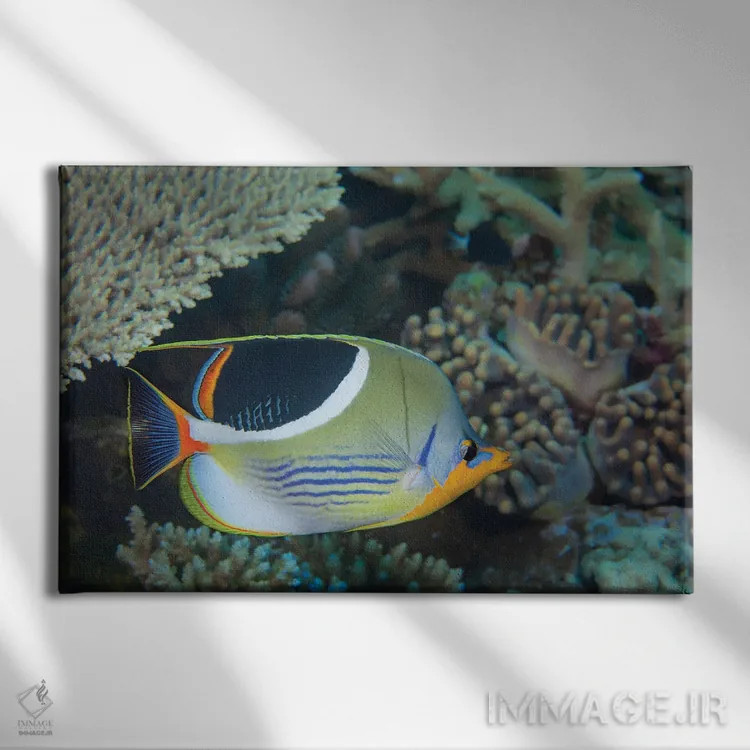 تابلو Chaetodon Ephippium, Fiji,یک ماهی پروانهای زیندار، فیجی اثر دیوید فلیتهام - نمای روبهرو روی دیوار