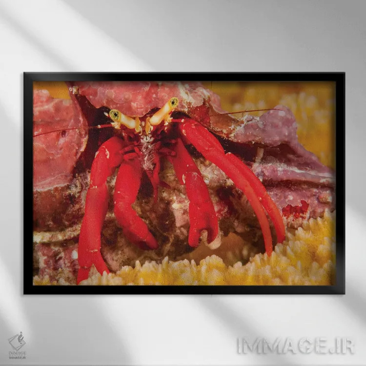 تابلو Paguristes Cadenati, Off The Island Of Bonaire In The Caribbean,خرچنگ هرمی پای سرخ، جزیره بونایر، کارائیب اثر دیوید فلیتهام - نمای قابدار مشکی
