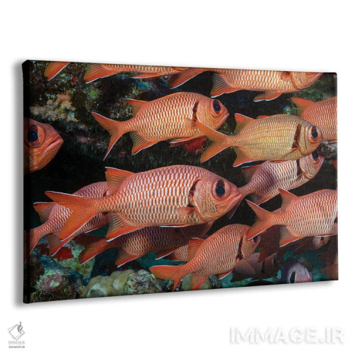 تابلو Myripristis Kuntee Hawaii,یک گروه ماهی سرباز نوارشانهای، هاوایی اثر دیوید فلیتهام - نمای پرسپکتیو محصول