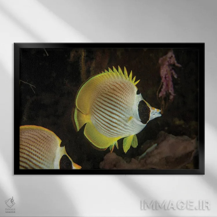 تابلو Chaetodon Adiergastos, Also Known As A Panda Butterflyfish, Philippines,یک ماهی پروانهای فیلیپینی (پاندا)، فیلیپین اثر دیوید فلیتهام - نمای قابدار مشکی