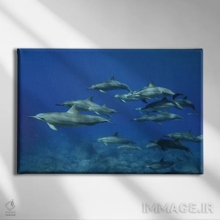 تابلو یک گروه دلفین چرخان (استنلا لانگیروستریس)، هاوایی اثر دیوید فلیتهام - نمای روبهرو روی دیوار