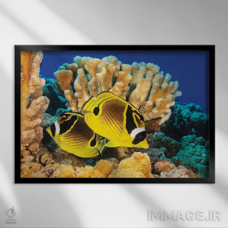 تابلو Chaetodon Lunula, Swimming By Hard Coral, Hawaii,یک جفت ماهی پروانهای راکون، کنار مرجانهای سخت، هاوایی اثر دیوید فلیتهام - نمای قابدار مشکی