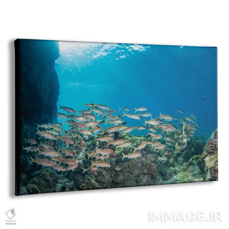 تابلو Mulloidichthys Vanicolensis, Hawaii,یک گروه ماهی بز زردباله، هاوایی اثر دیوید فلیتهام - نمای پرسپکتیو محصول