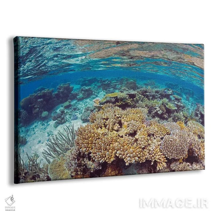 تابلو Fiji,منظره آبهای کمعمق صخره مرجانی، جزیره کادااو، فیجی اثر دیوید فلیتهام - نمای پرسپکتیو محصول