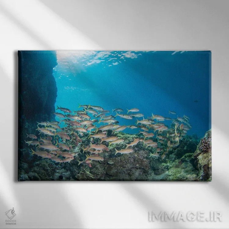 تابلو Mulloidichthys Vanicolensis, Hawaii,یک گروه ماهی بز زردباله، هاوایی اثر دیوید فلیتهام - نمای روبهرو روی دیوار