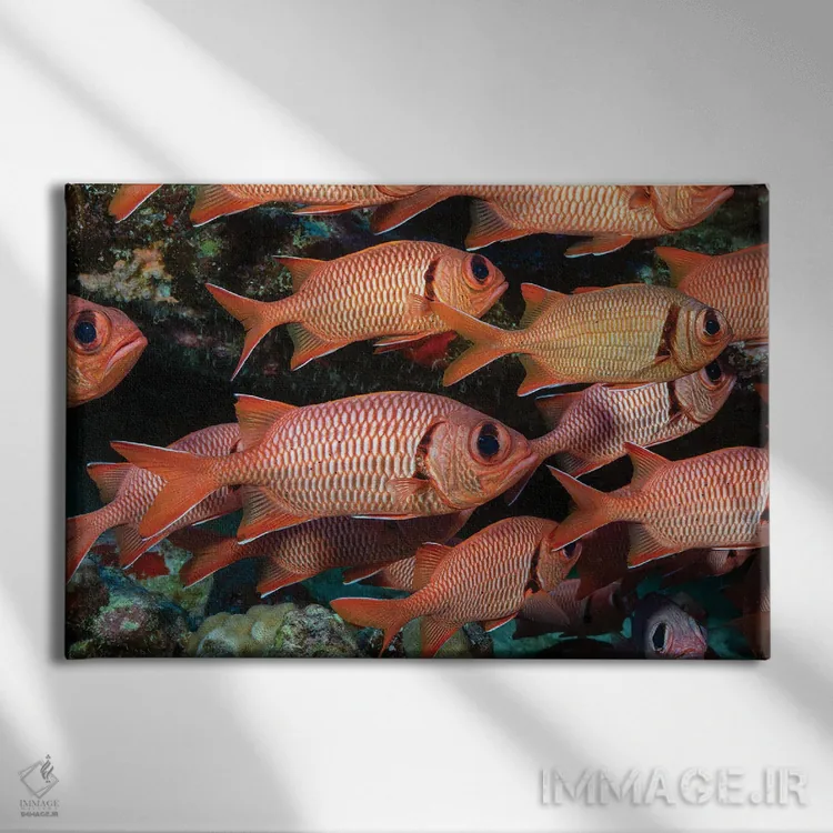 تابلو Myripristis Kuntee Hawaii,یک گروه ماهی سرباز نوارشانهای، هاوایی اثر دیوید فلیتهام - نمای روبهرو روی دیوار