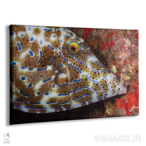 تابلو Aluterus Scriptus, Biting Onto The Reef To Stay In One Place, Hawaii,ماهی ملفیش خطدار، در حال گاز گرفتن مرجان، هاوایی اثر دیوید فلیتهام - نمای پرسپکتیو محصول