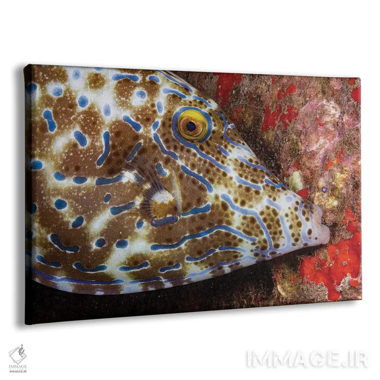 تابلو Aluterus Scriptus, Biting Onto The Reef To Stay In One Place, Hawaii,ماهی ملفیش خطدار، در حال گاز گرفتن مرجان، هاوایی اثر دیوید فلیتهام - نمای پرسپکتیو محصول