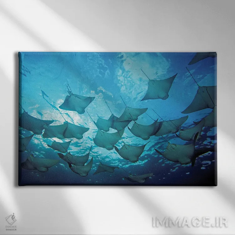 تابلو Rhinoptera Steindachneri, In The Galapagos Islands,یک دسته سفرهماهی پوزهگاوی، جزایر گالاپاگوس اثر دیوید فلیتهام - نمای روبهرو روی دیوار
