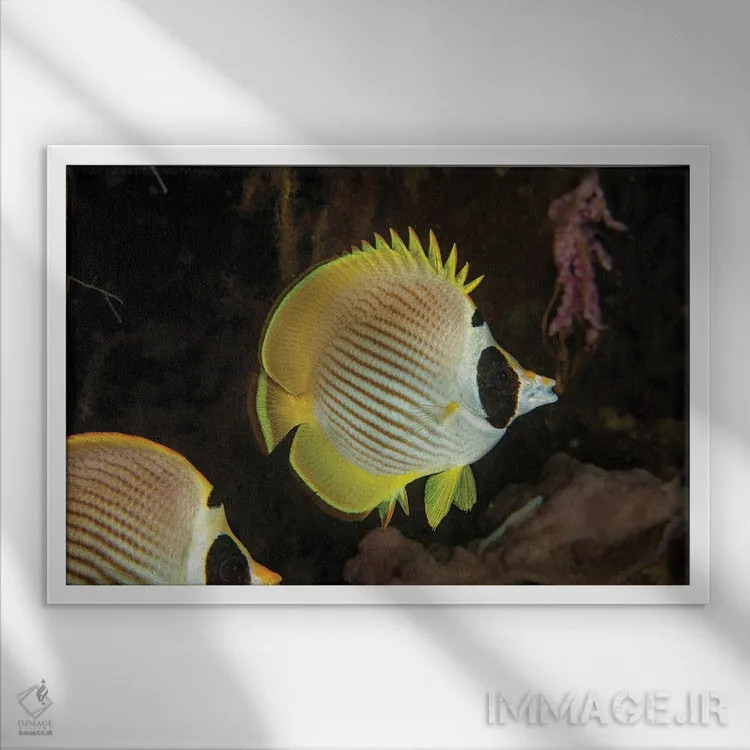 تابلو Chaetodon Adiergastos, Also Known As A Panda Butterflyfish, Philippines,یک ماهی پروانهای فیلیپینی (پاندا)، فیلیپین اثر دیوید فلیتهام - نمای قابدار سفید